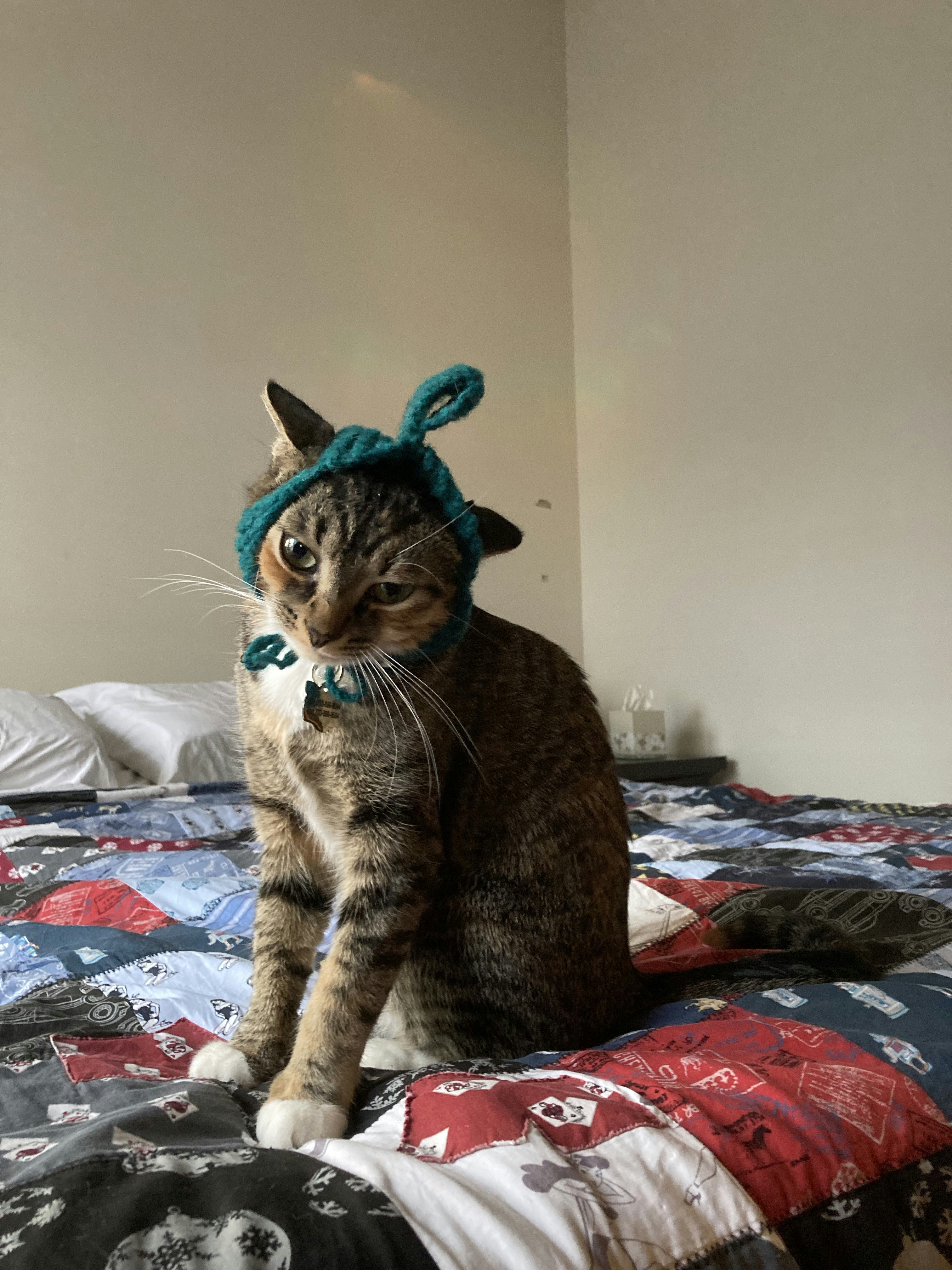 Sudadera para gatitos