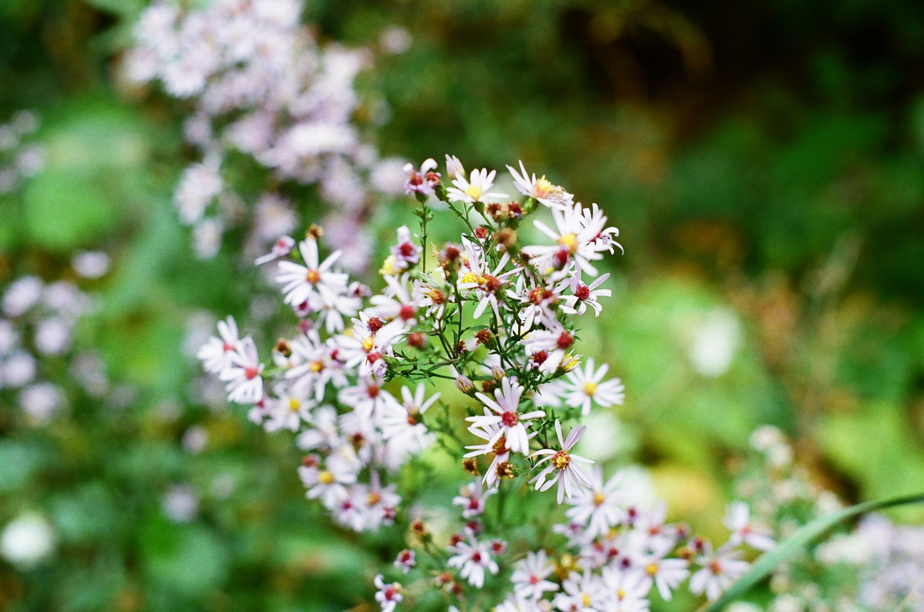 Photo by nickringsmuth