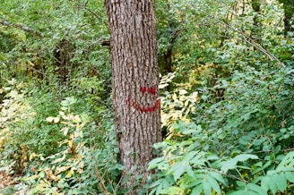 A tree with a bark marked by a red smiley face, surrounded by dense green foliage in a forest setting with sunlight filtering through the leaves.