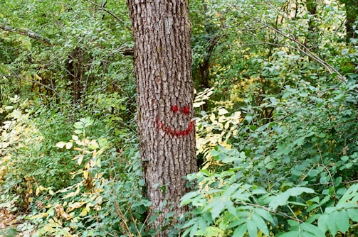 A tree with a bark marked by a red smiley face, surrounded by dense green foliage in a forest setting with sunlight filtering through the leaves.