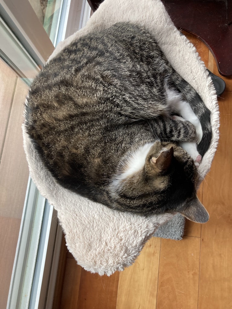 Snuggle Cat Bed