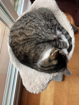 A tabby cat is curled up comfortably on a soft, beige cat bed near a large window. The floor is wooden, adding warmth to the setting, and the cat appears to be in a deep sleep.