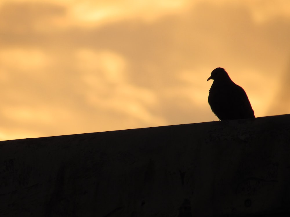 a bird sitting on top of a cement wall