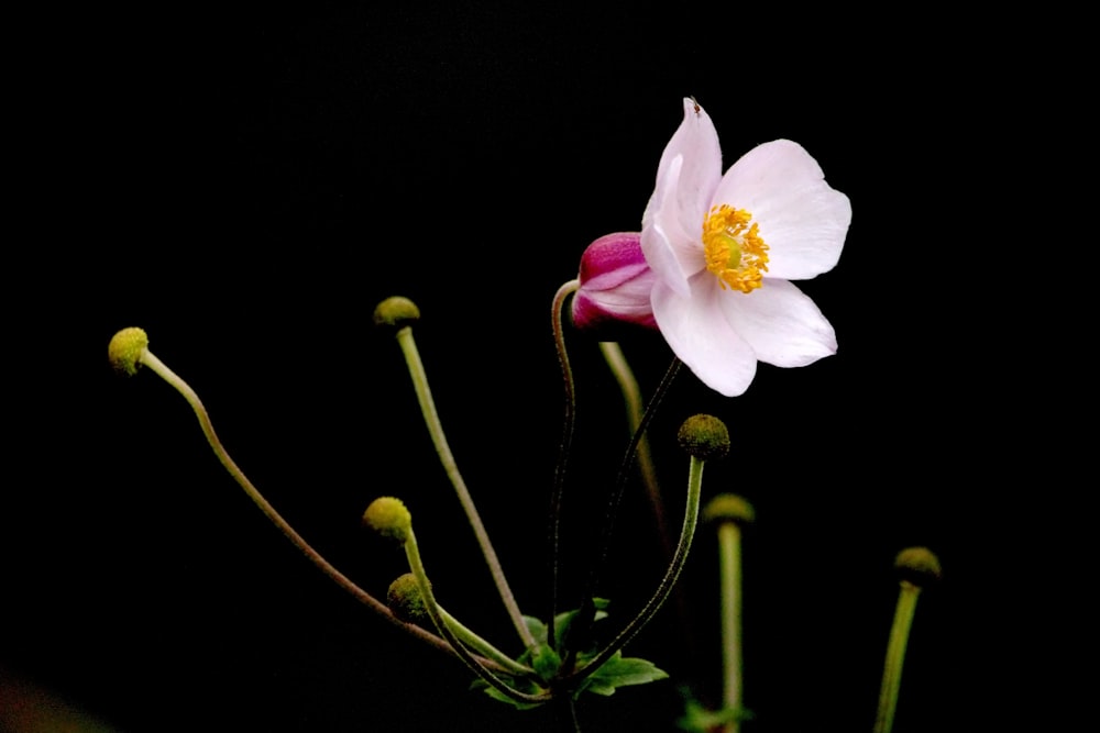 un primer plano de una flor con un fondo negro