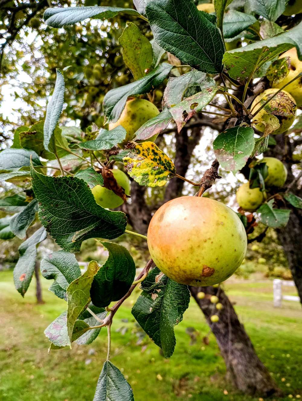 an apple tree filled with lots of green apples