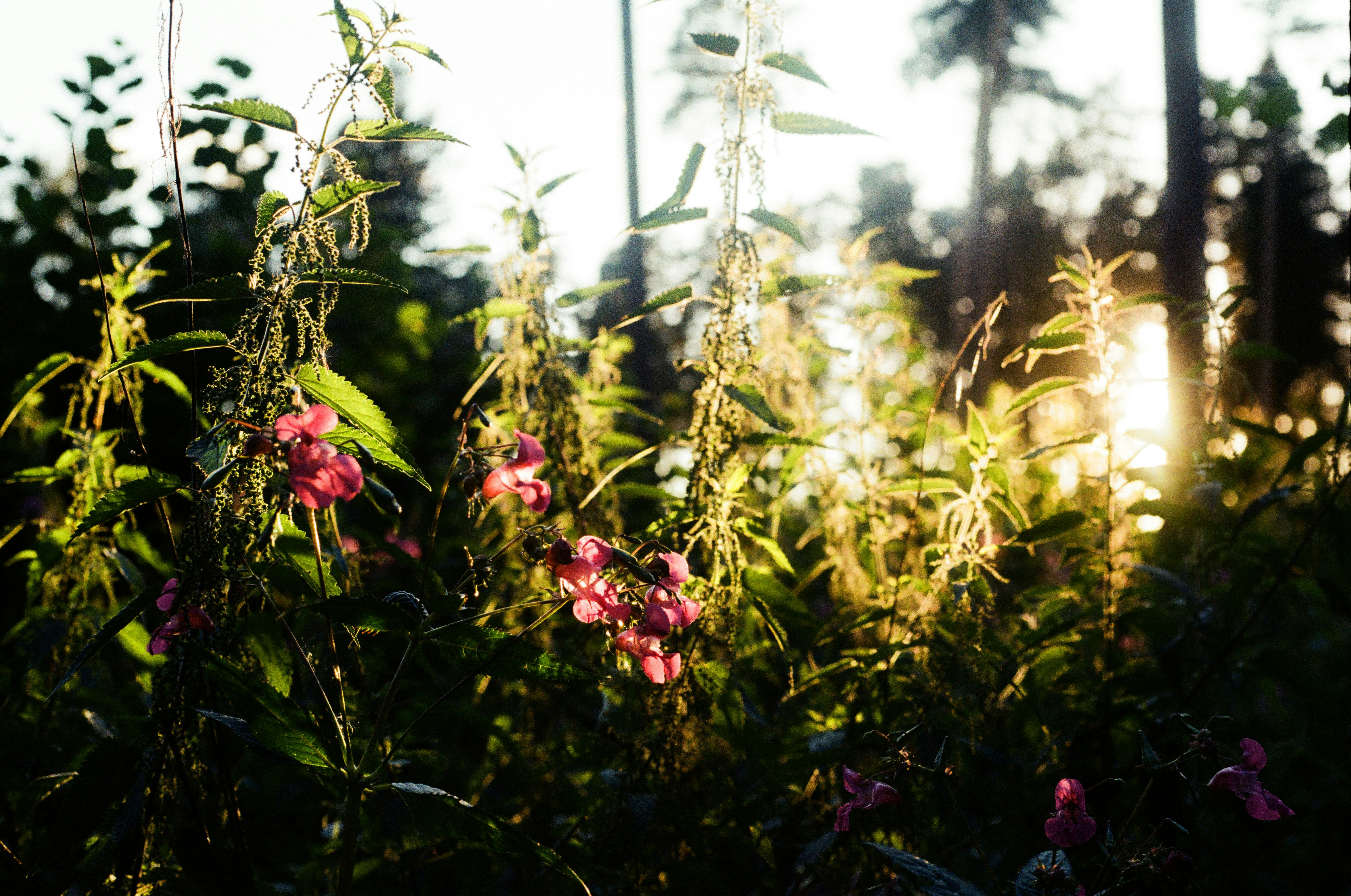 Photo by solus_res