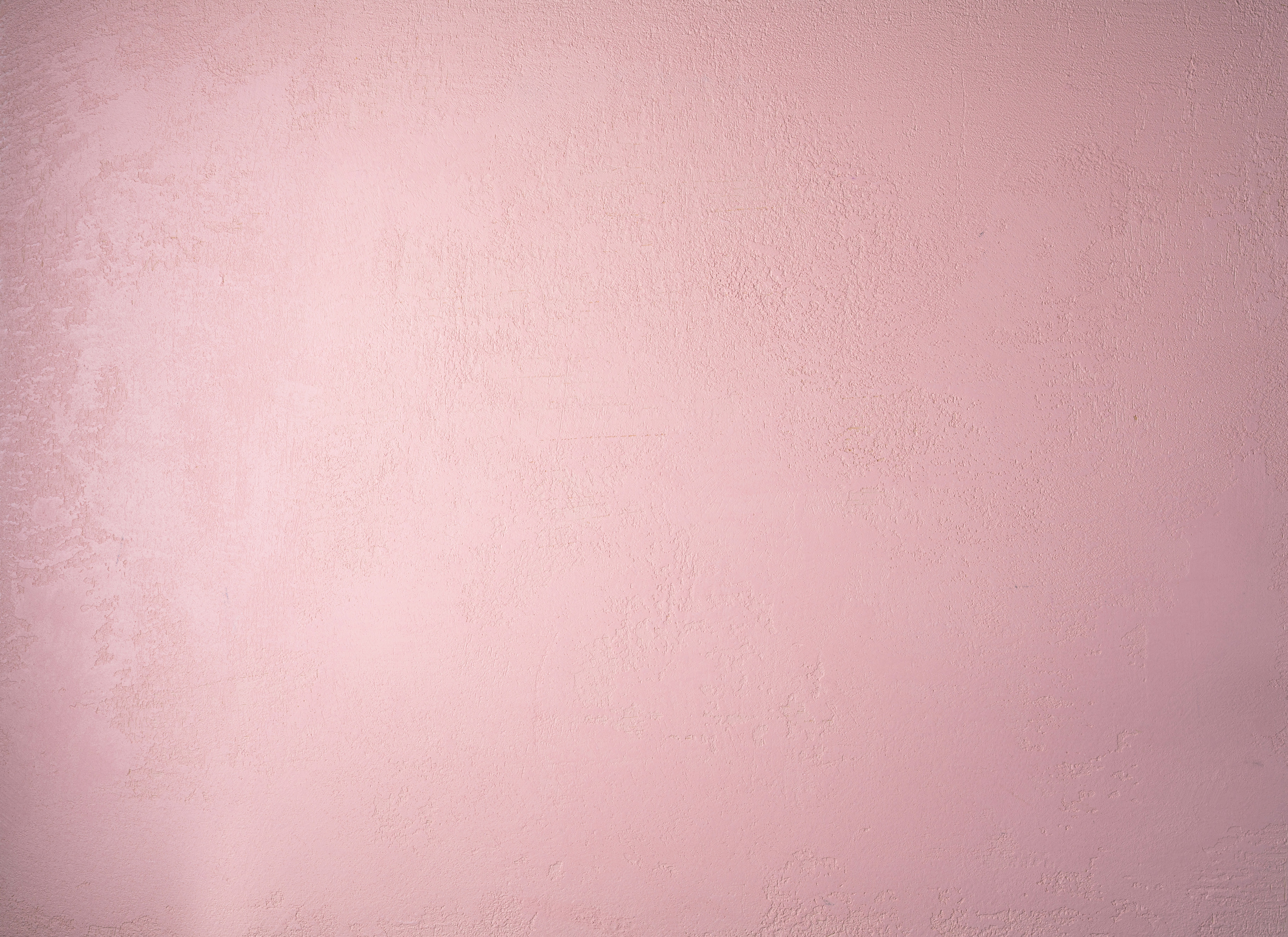 Pink wall with cat
