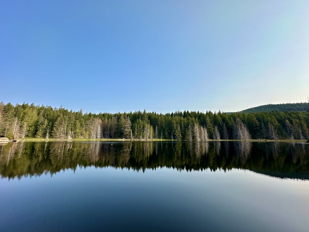 a body of water surrounded by a forest