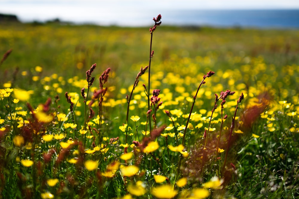 a field full of yellow flowers and green grass