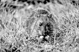 A rodent is situated amidst tall grass, looking directly at the camera with its paws raised to its chest. The fur appears dense and gives the animal a rugged look.