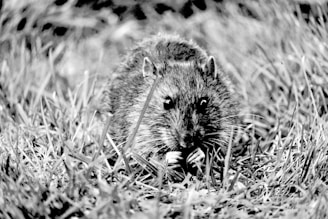 A rodent is situated amidst tall grass, looking directly at the camera with its paws raised to its chest. The fur appears dense and gives the animal a rugged look.