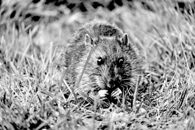 A rodent is situated amidst tall grass, looking directly at the camera with its paws raised to its chest. The fur appears dense and gives the animal a rugged look.