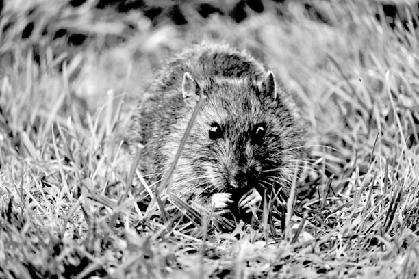 A rodent is situated amidst tall grass, looking directly at the camera with its paws raised to its chest. The fur appears dense and gives the animal a rugged look.