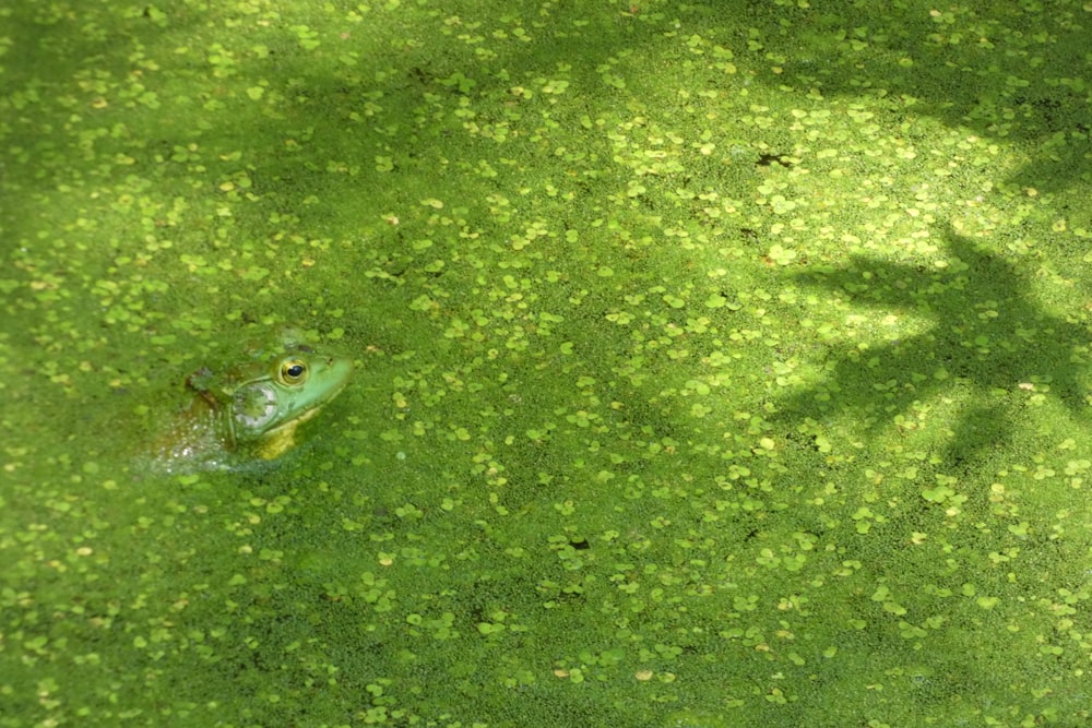 a frog is swimming in a pond of green algae