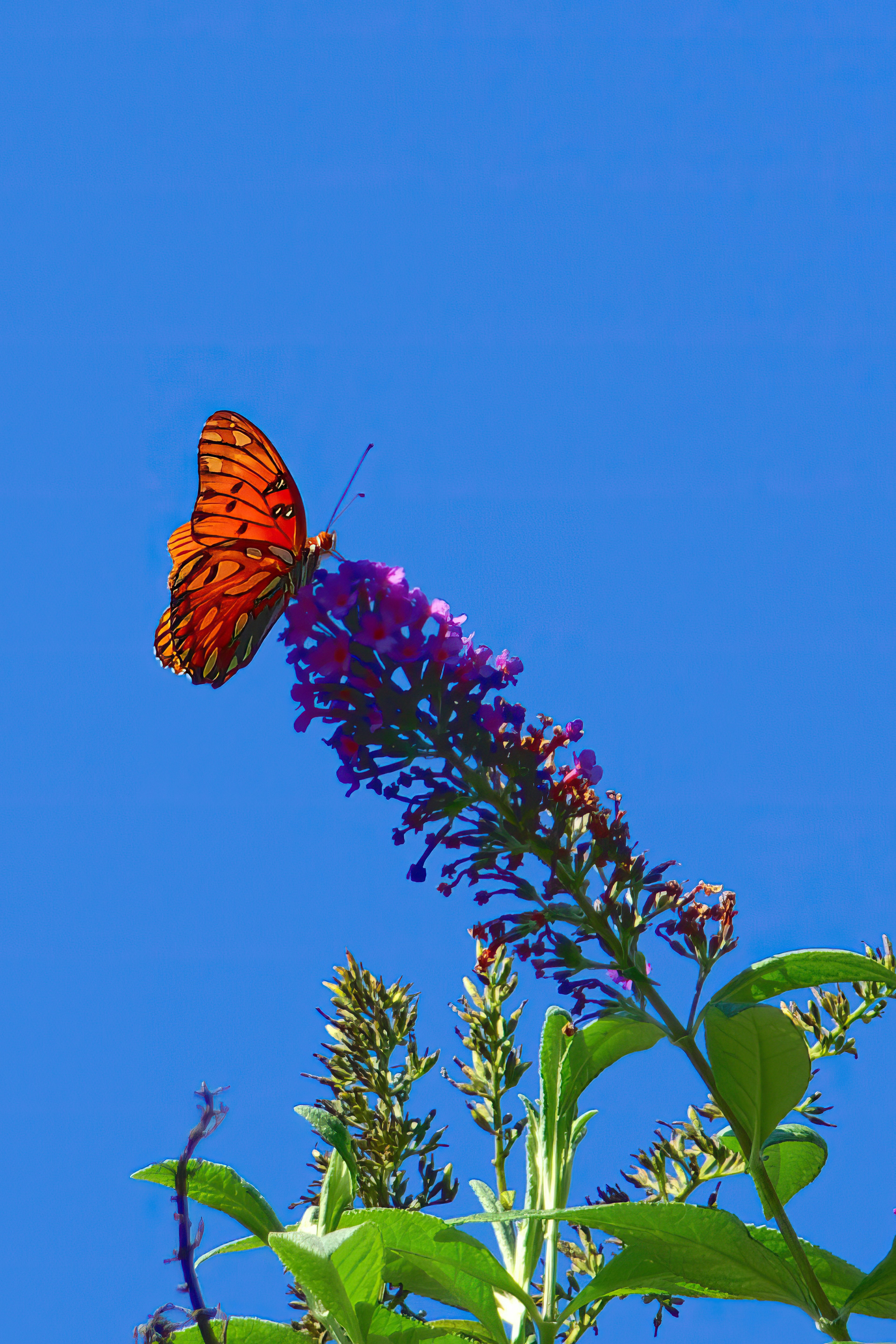 A butterfly sitting on top of a purple flower photo – Free Flower Image ...