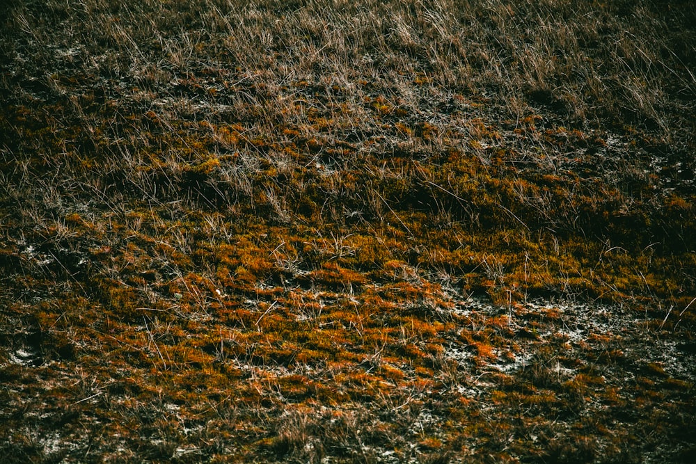 a black and white photo of grass and dirt