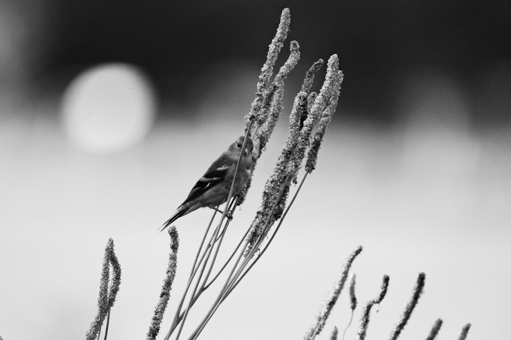 a black and white photo of a bird on a plant