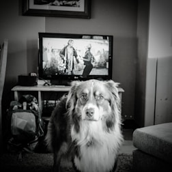 A happy dog playing with a foster family in a cozy living room.
