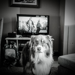 A happy dog playing with a foster family in a cozy living room.