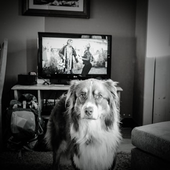 A dog with a fluffy coat stands in a cozy living room in front of a television displaying a black-and-white movie or show. The room also contains a couch, a backpack, and a small table supporting the TV.