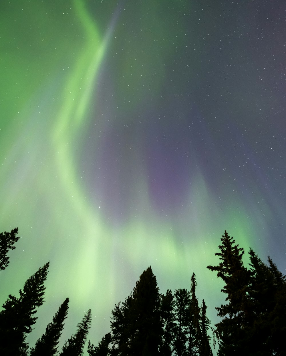 a green and purple aurora bore in the sky