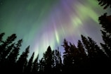 The northern lights shimmering over a quiet Arctic forest landscape.