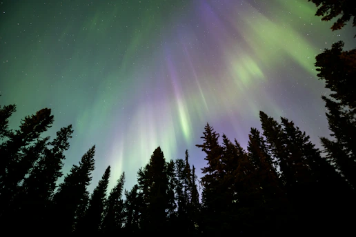 Vibrant northern lights dancing over a snowy Finnish landscape with pine trees.