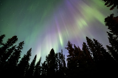 The northern lights shimmering over a quiet Arctic forest landscape.
