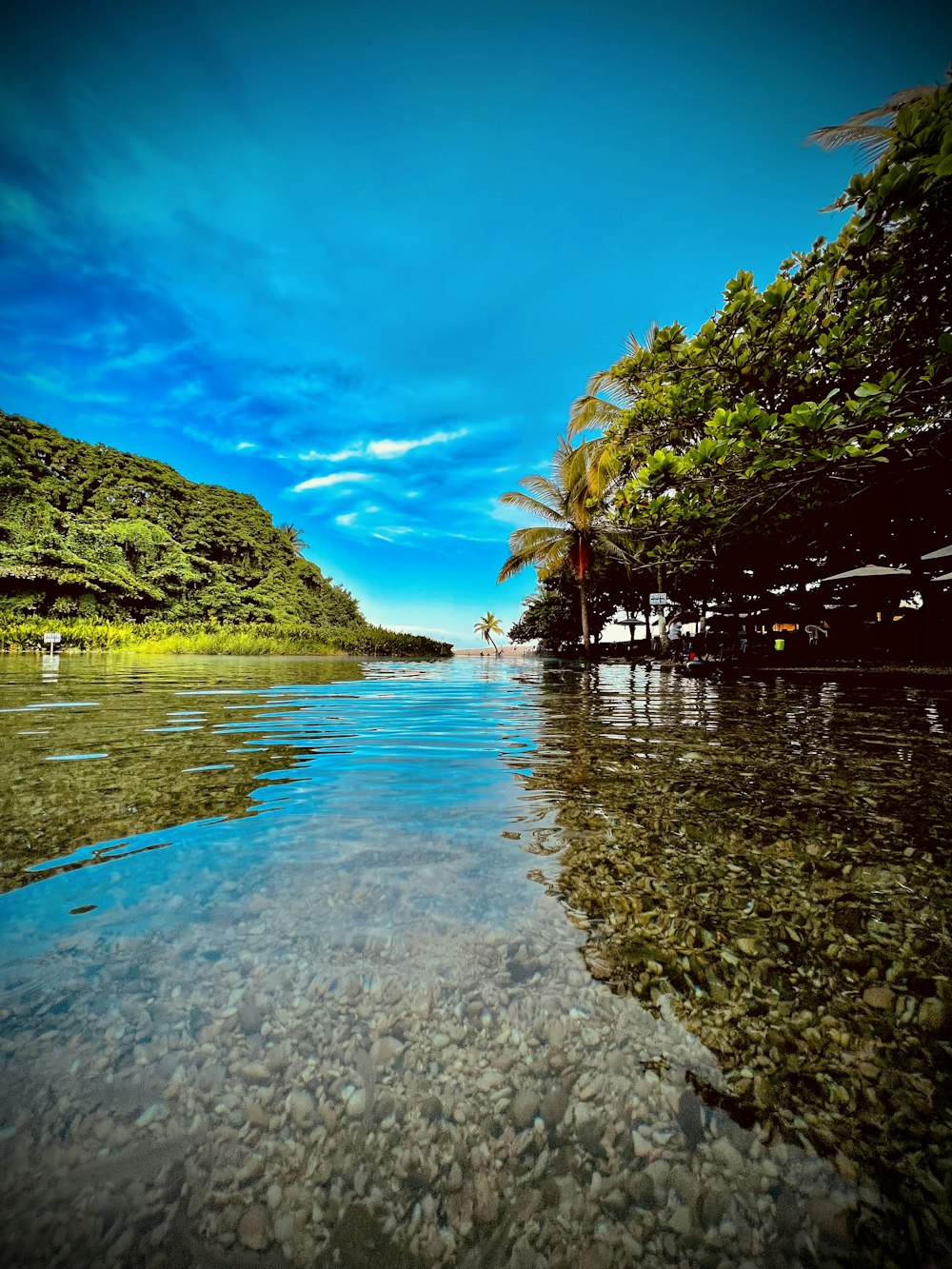 a body of water surrounded by lush green trees