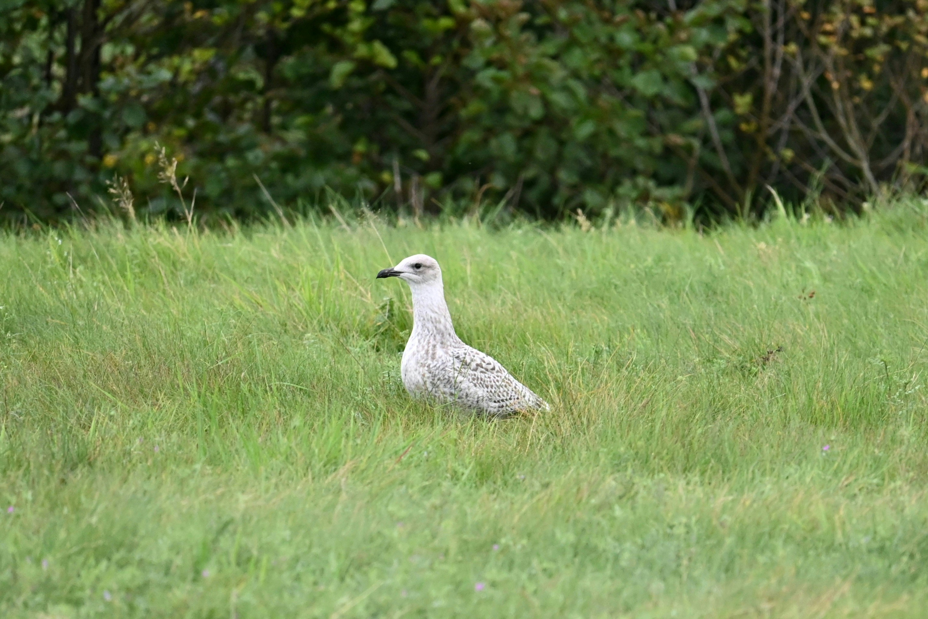 Photo by jodiemcgonagle