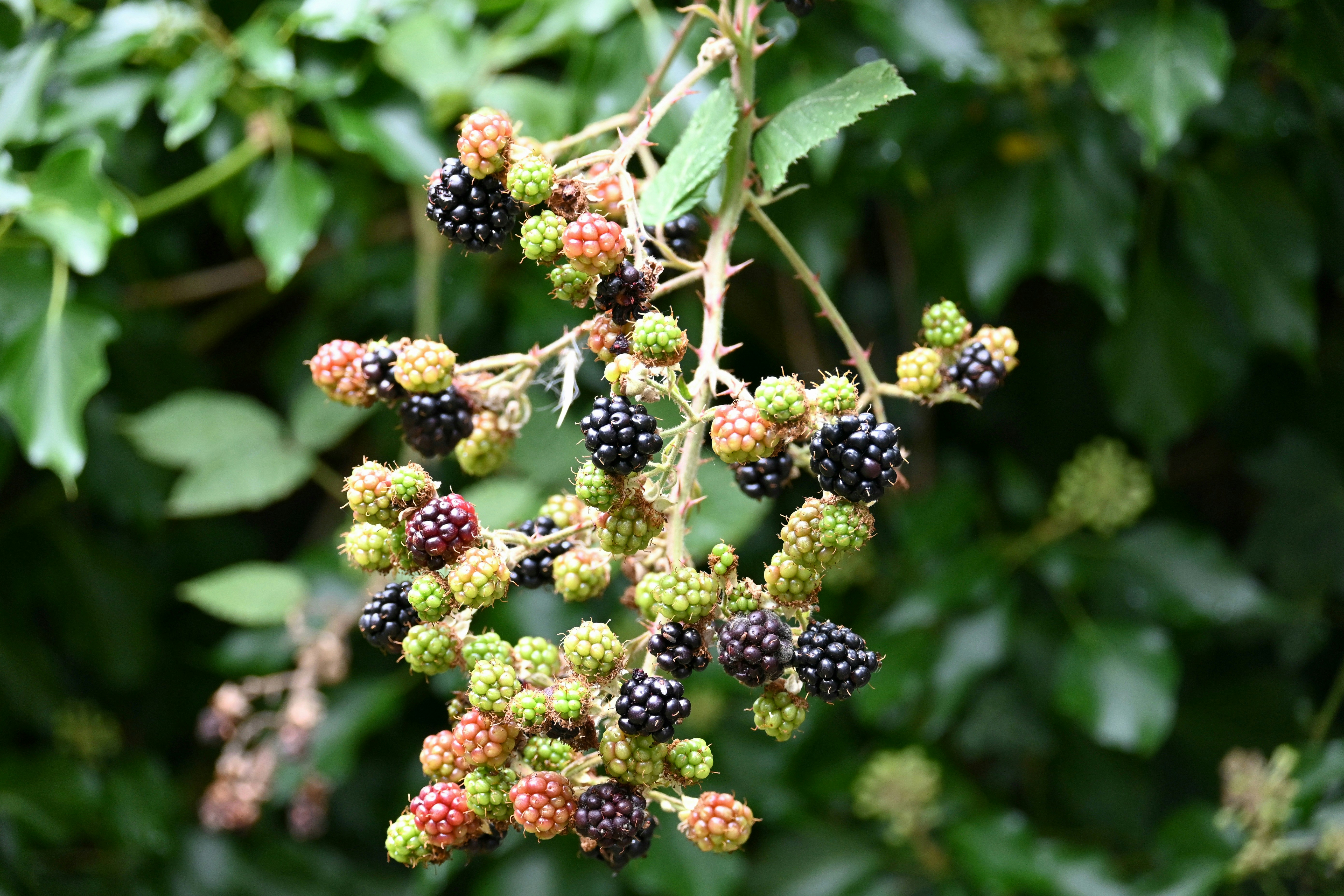 Photo by jodiemcgonagle