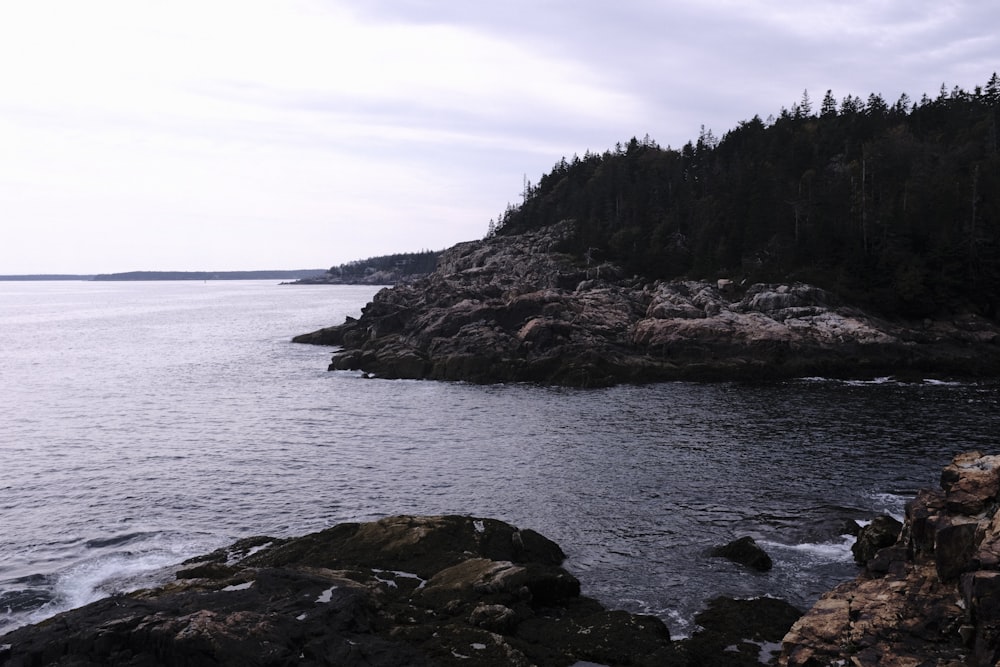 a large body of water surrounded by a forest