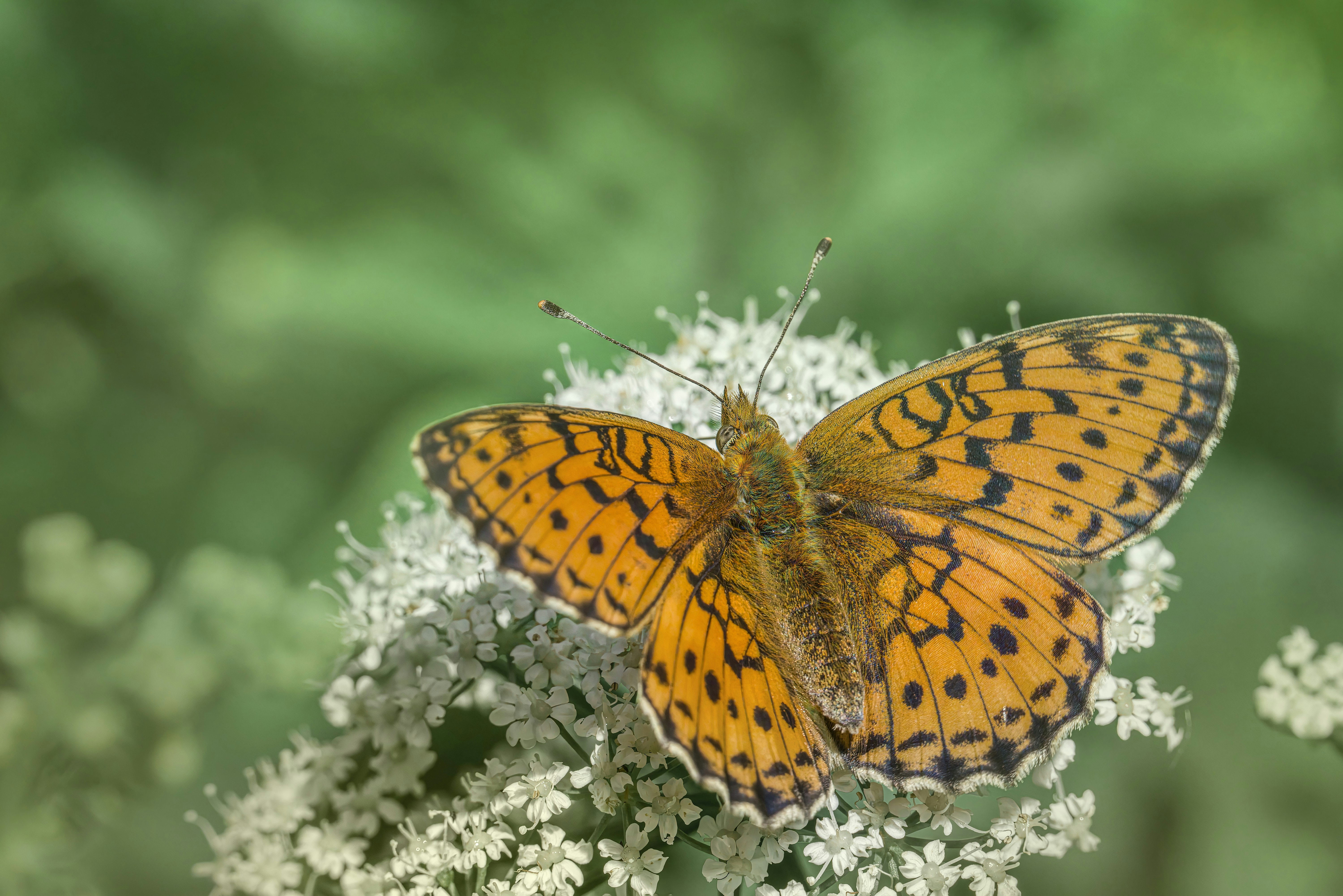 Photo by erik_karits