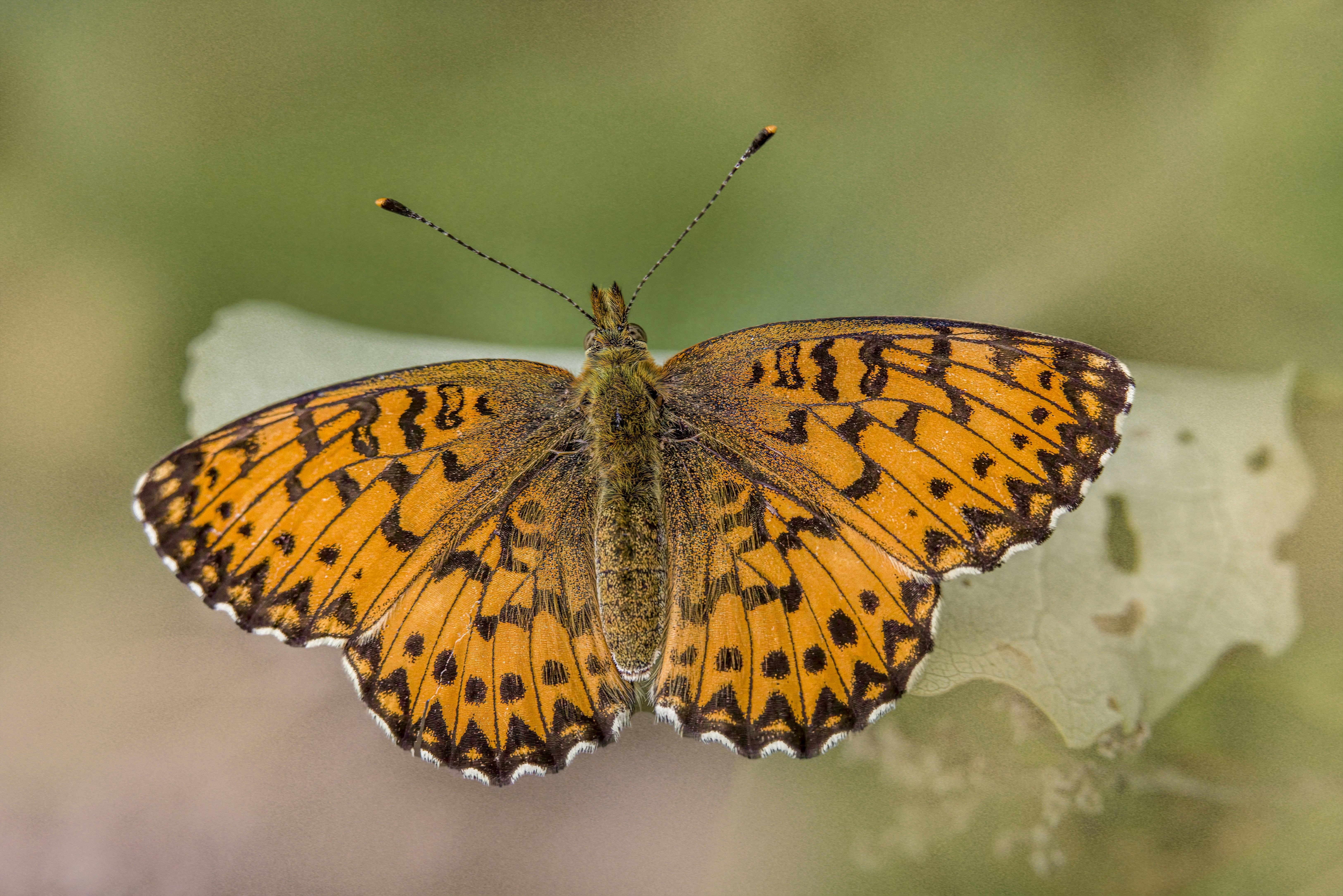 Photo by erik_karits