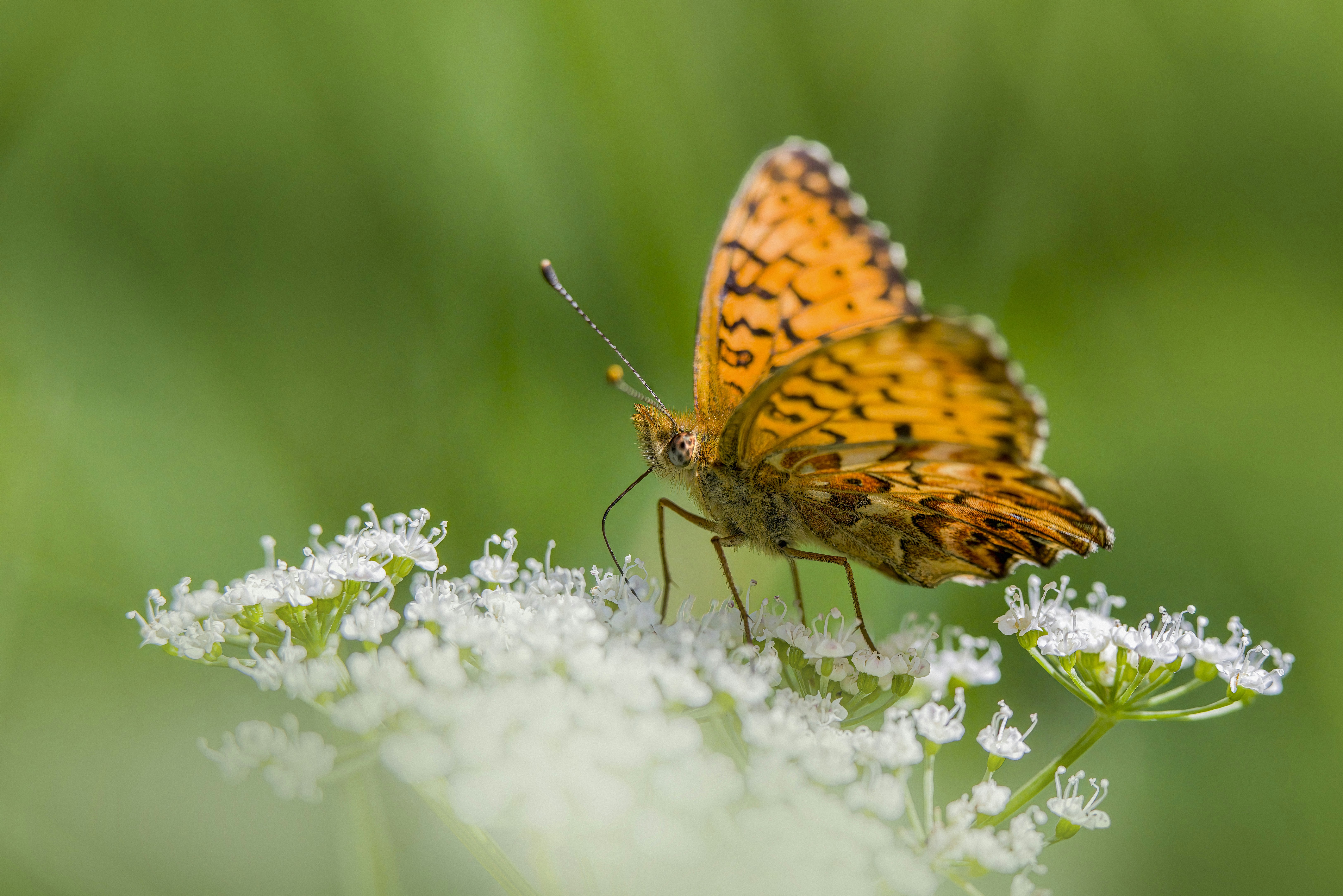 Photo by erik_karits