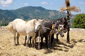 A group of horses stands on a field of dry straw with a backdrop of green hills under a clear blue sky. Some of the horses are adorned with colorful tassels. A wooden post decorated with straw is beside the horses.