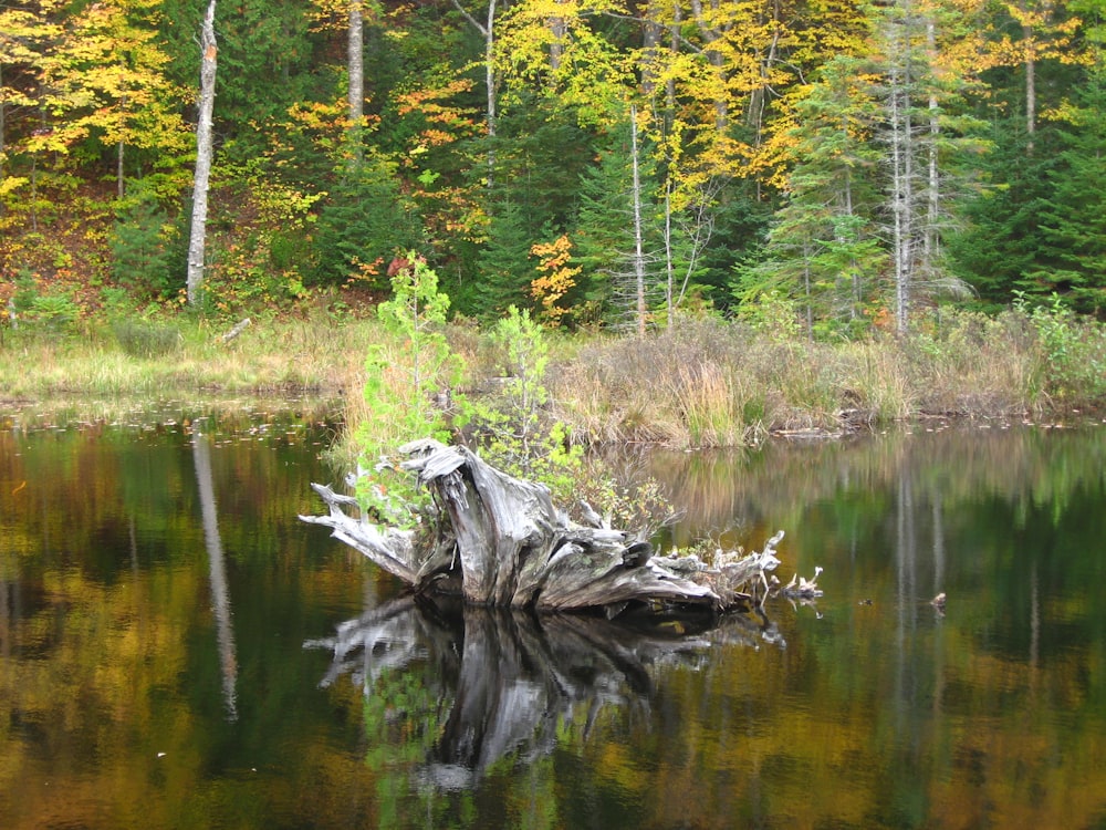 a tree stump in the middle of a lake