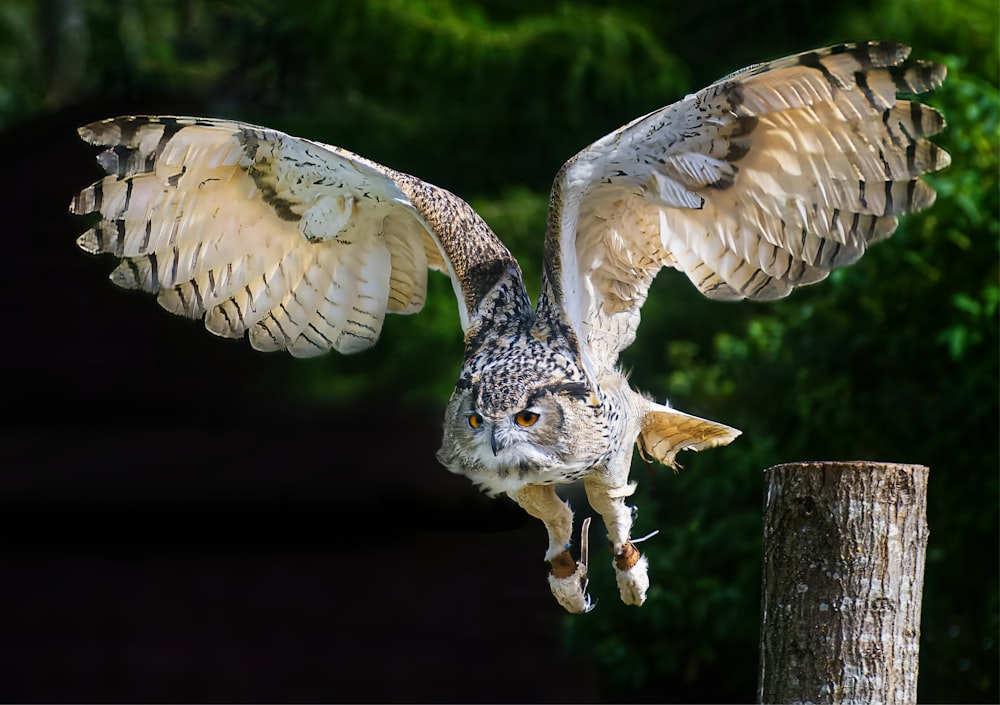 a large owl with its wings spread spread