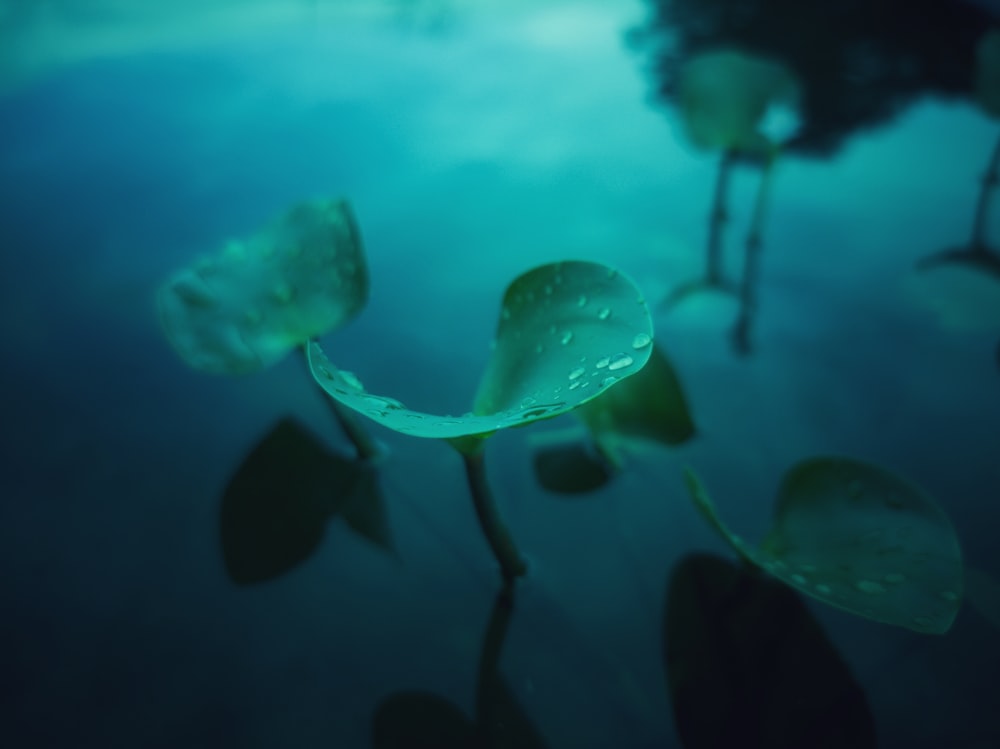 a group of water lilies floating on top of a body of water