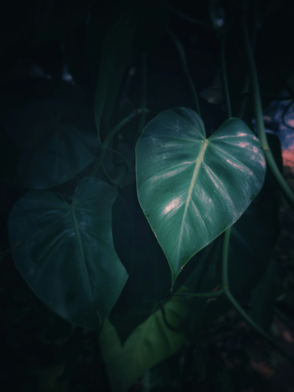 a large green leaf on a plant in the dark