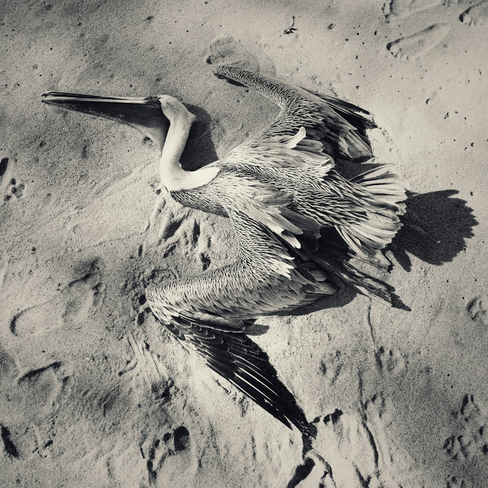 a black and white photo of a pelican on the beach
