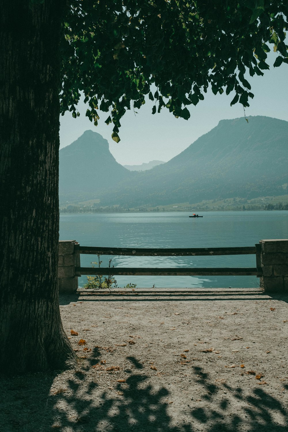 a bench sitting next to a tree near a body of water