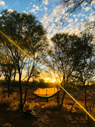 A golite hammock hanging between two tall pine trees at sunrise on a misty mountain trail.