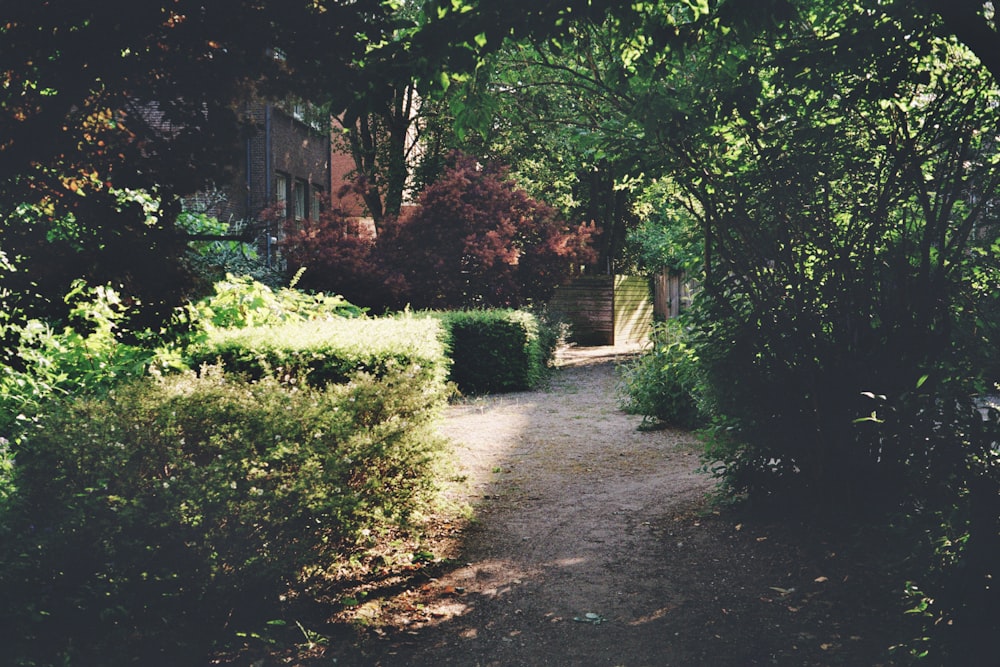 a path in the middle of a lush green park