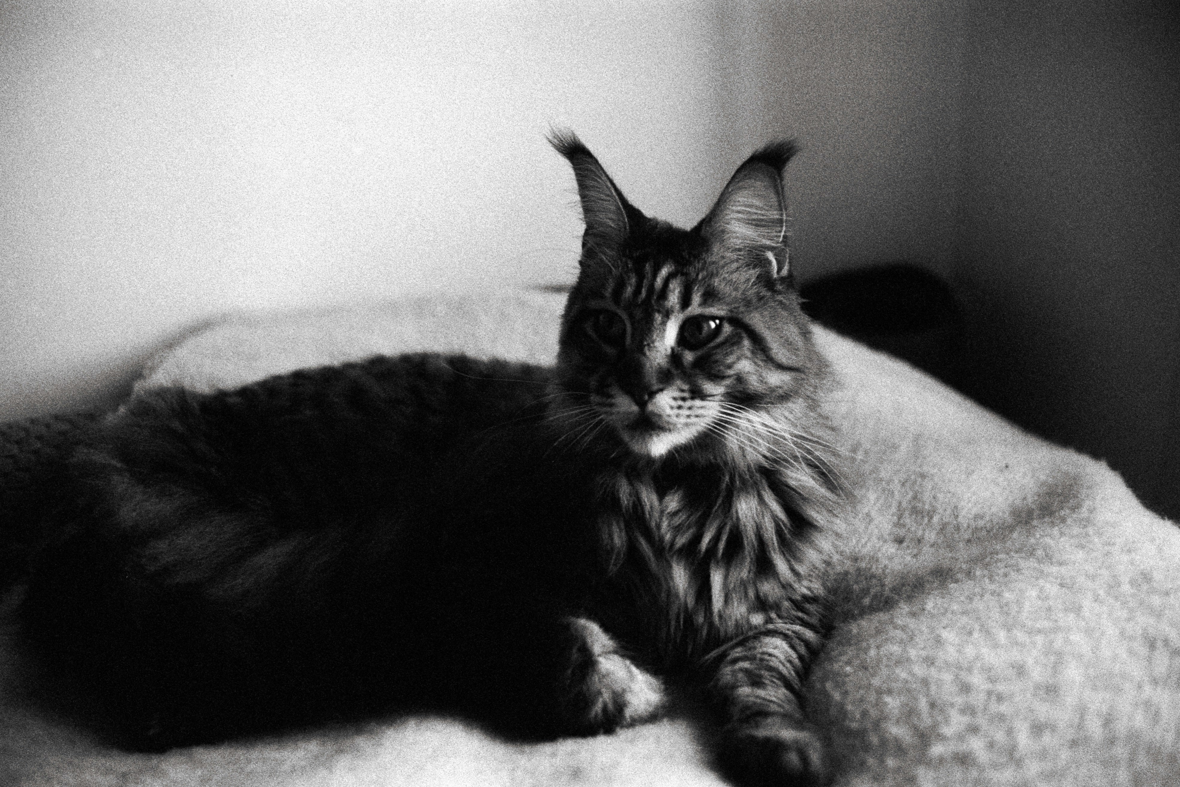 a black and white photo of a cat laying on a bed