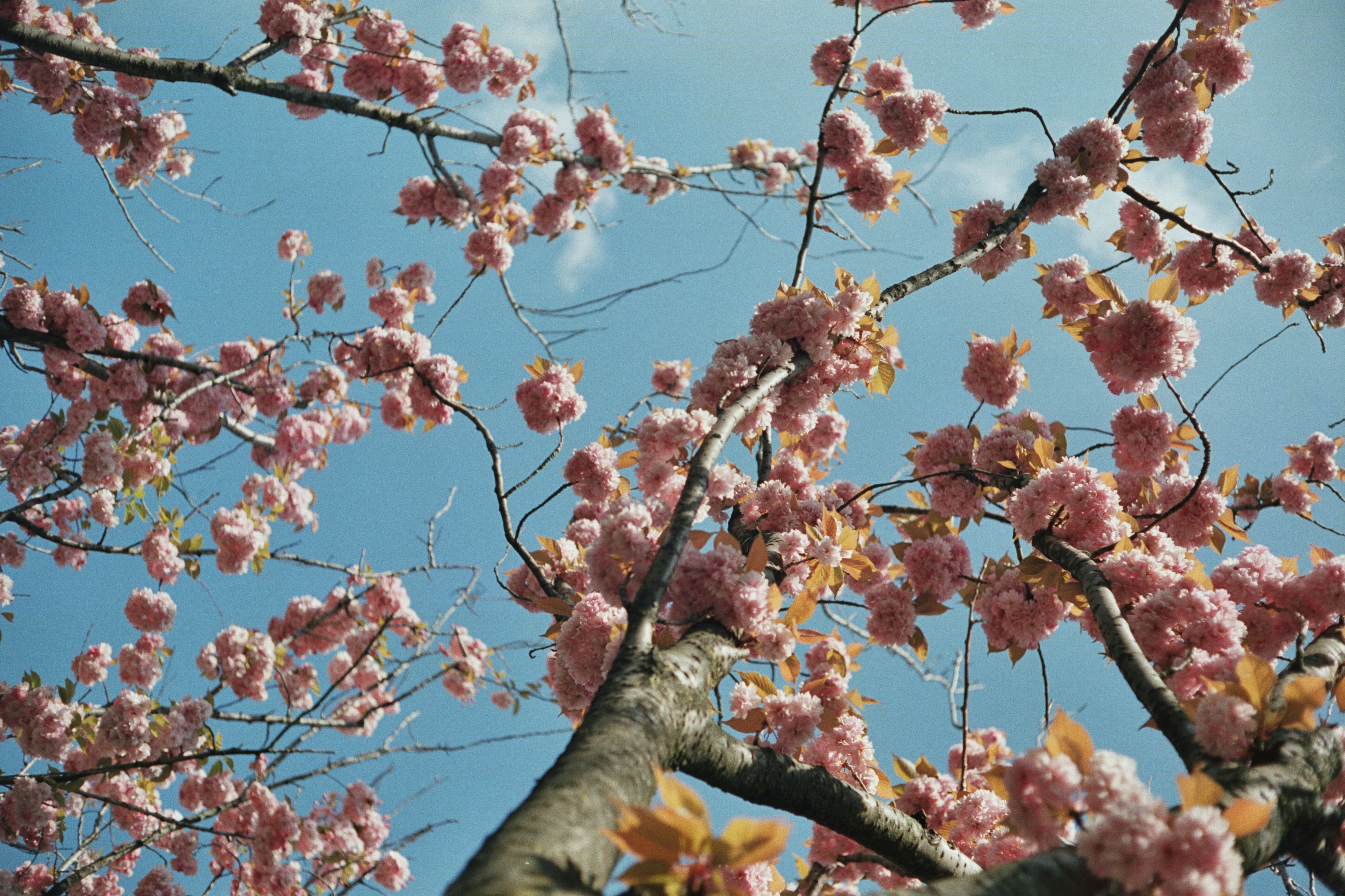 a tree with lots of pink flowers on it