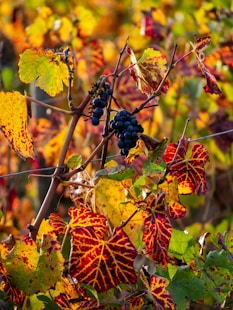 a bunch of grapes that are on a tree