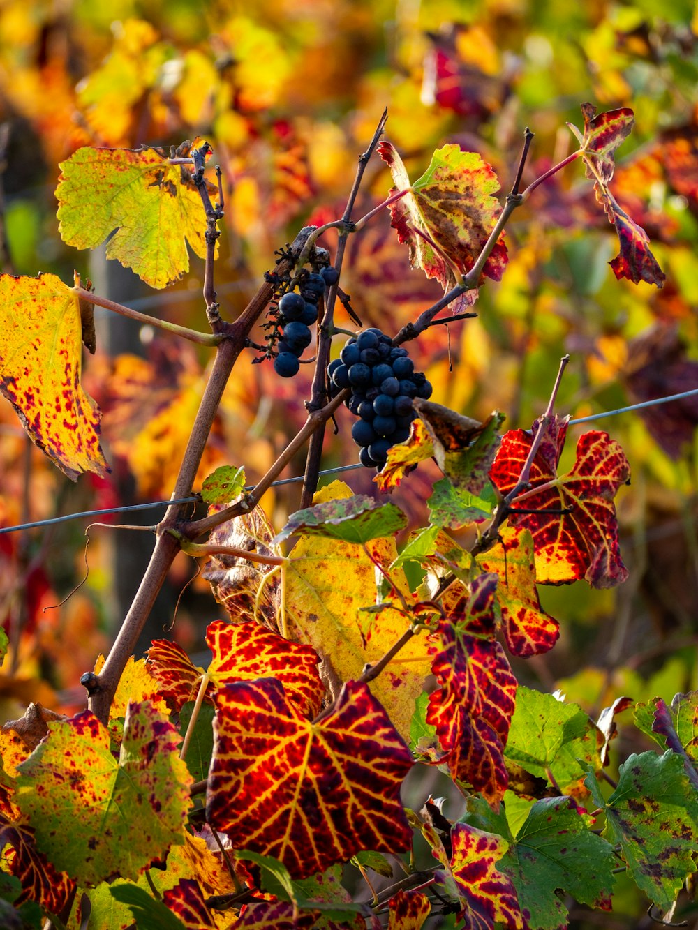 a bunch of grapes that are on a tree