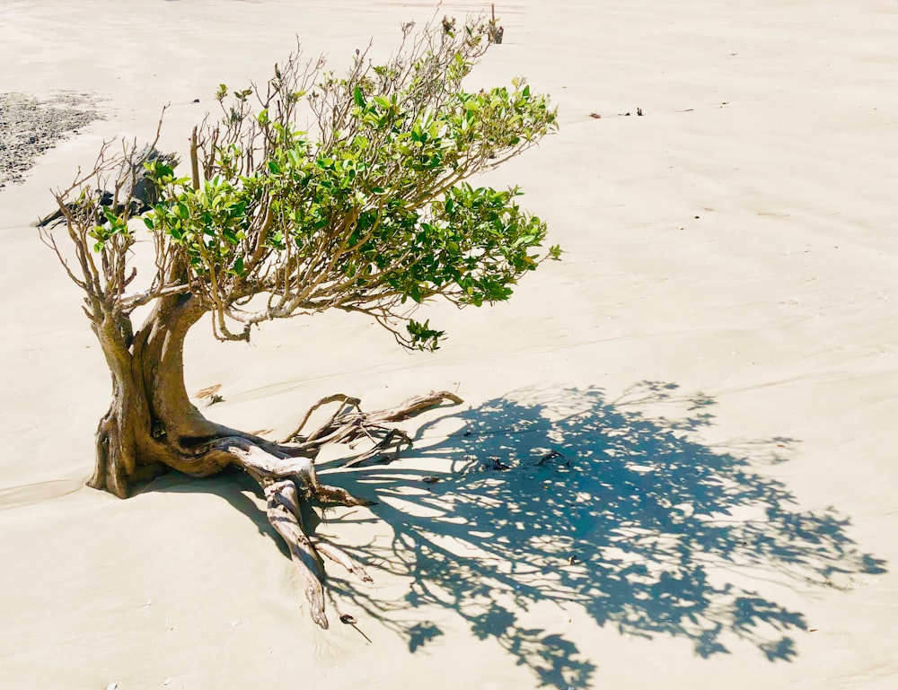 a small tree is growing out of the sand