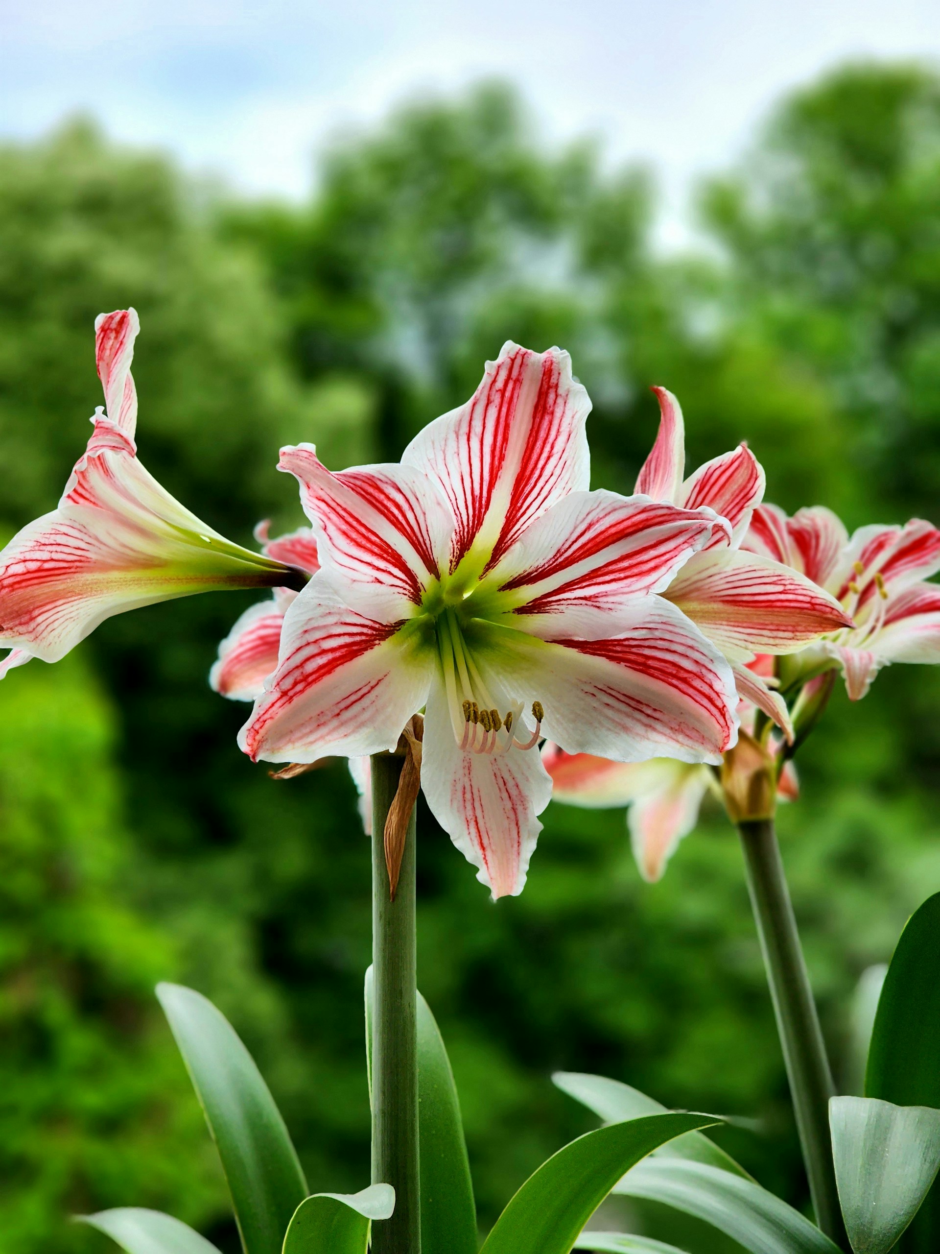 a close up of a flower with a blurry background